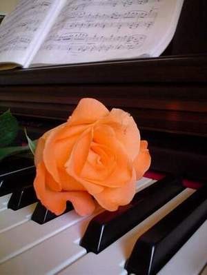 Rosa sul pianoforte.jpg
